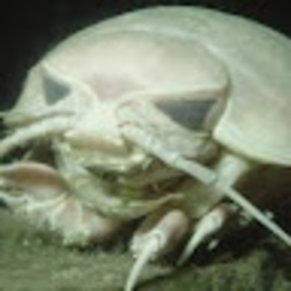 Meet your Posher, Ab - Picture 1 of 1